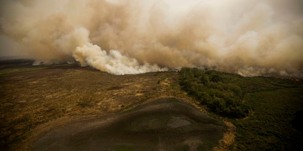 programa-pacto-pelo-pantanal-vai-investir-r$-1,4-bi-em-protecao