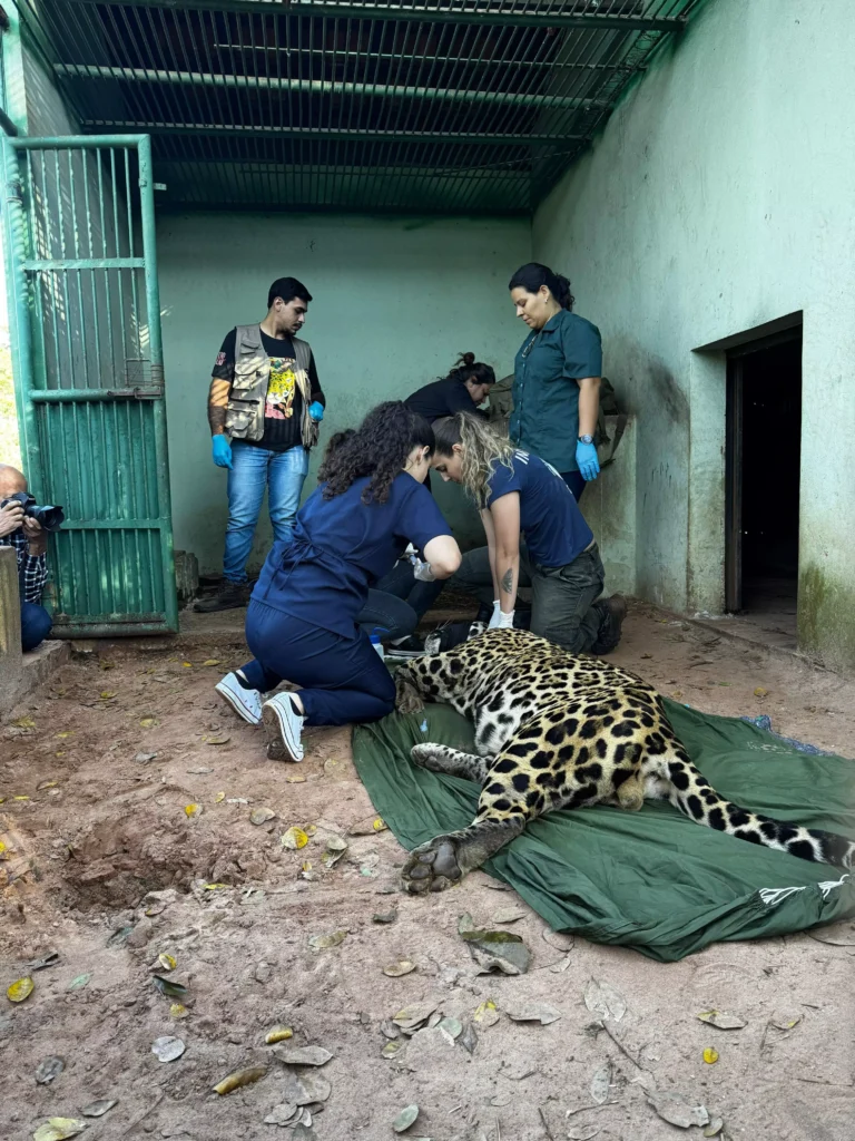 Instituto Ampara Animal