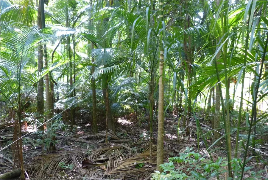 I Seminário Brasileiro da Palmeira Juçara em Sistema Agroecológico