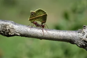 Formigas cortadeiras ameaçam setor florest