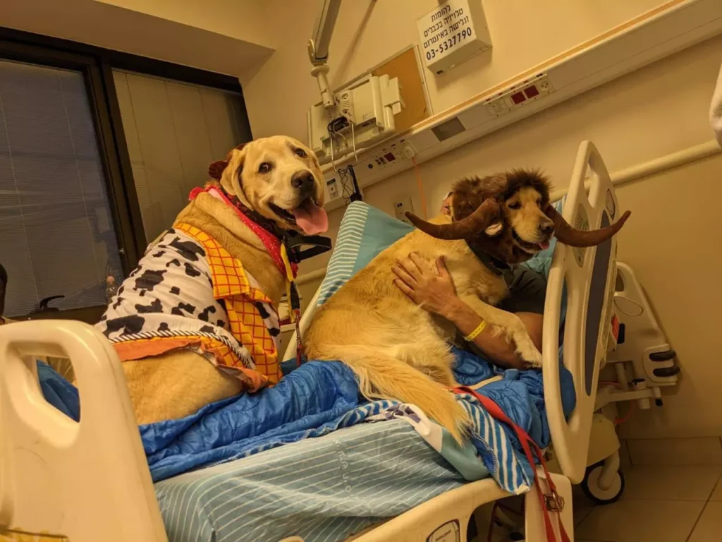 cães de assistência para veteranos