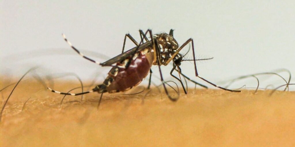 infeccoes-por-aedes-aegypti-elevam-risco-de-complicacoes-no-parto