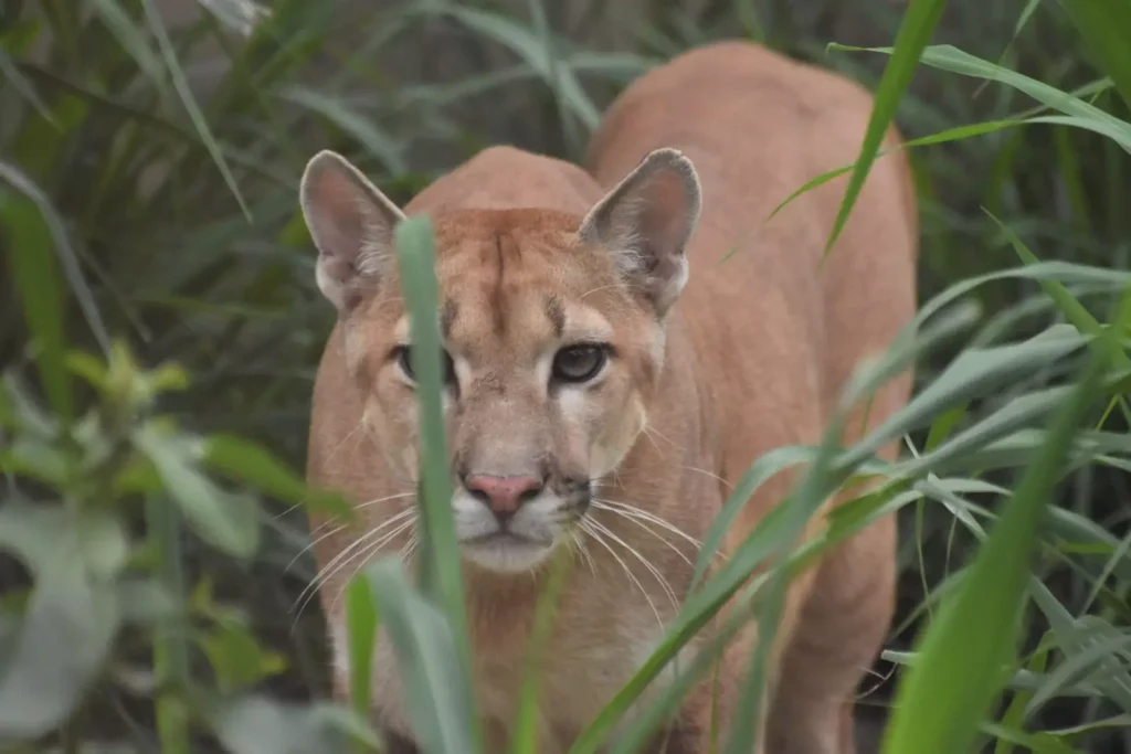 Ampara busca recursos para devolver onça parda