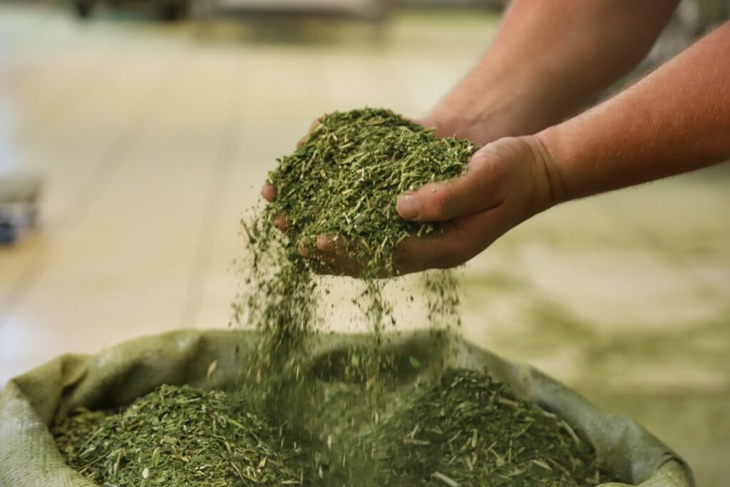 crescimento-da-producao-de-erva-mate-do-parana-supera-outros-estados-do-sul