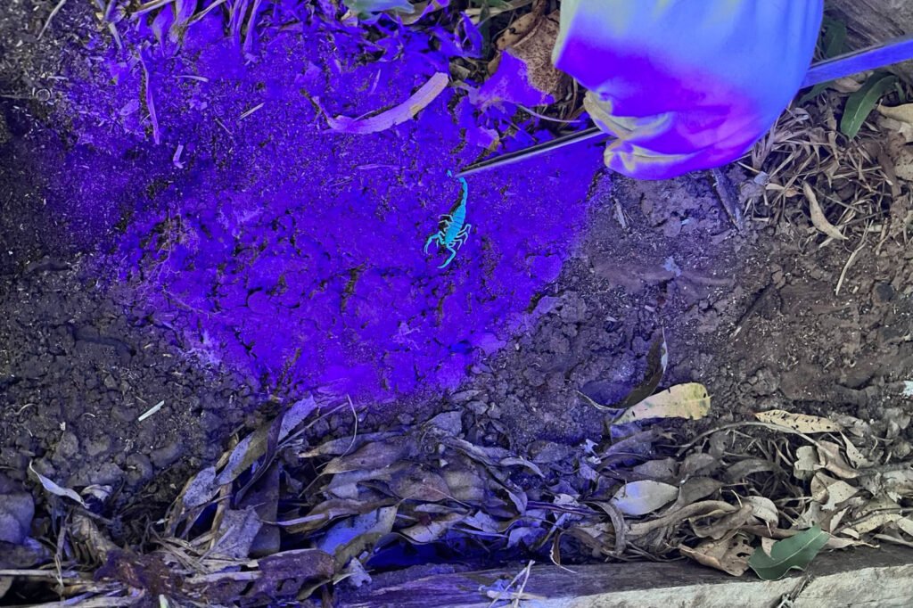 secretaria-da-saude-implementa-forca-tarefa-e-tera-novas-acoes-contra-escorpioes