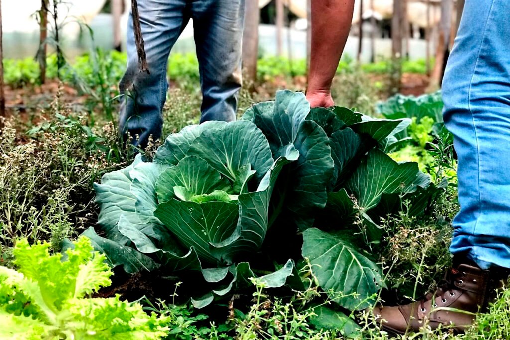 estado-investe-r$-14,7-milhoes-em-nova-fase-do-programa-parana-mais-organico