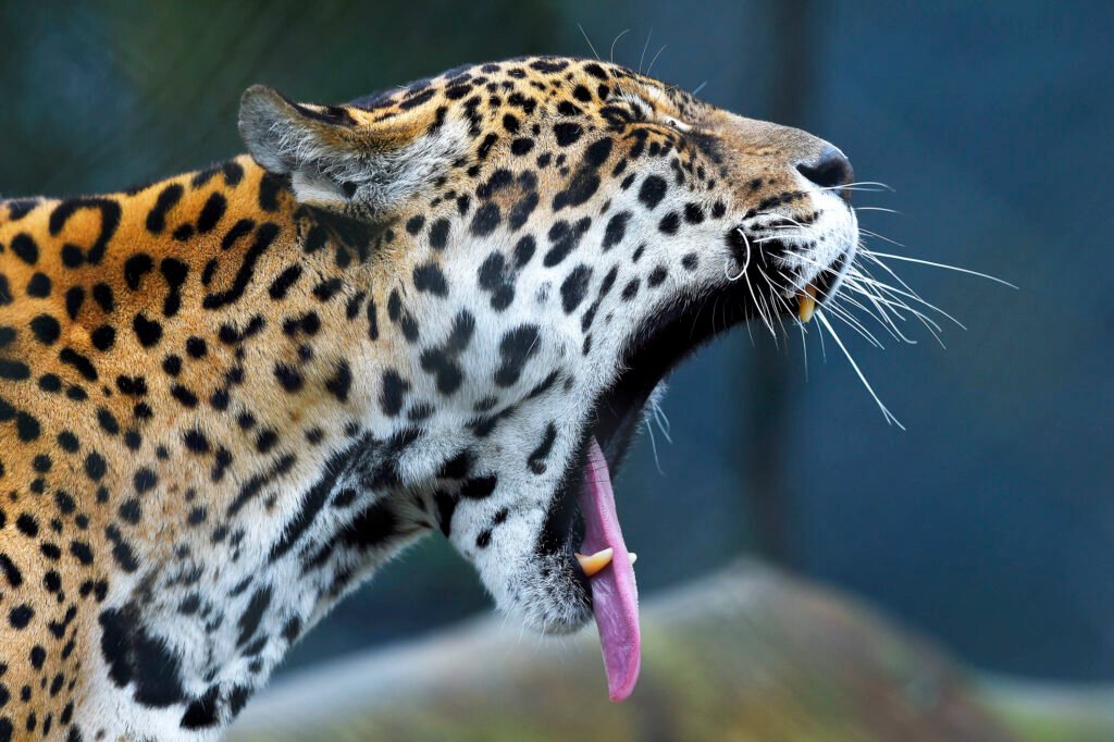 iat-promove-capacitacao-de-agentes-para-atendimento-a-ocorrencias-com-grandes-felinos