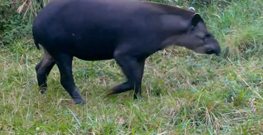 Tapirus terrestris Divulgação