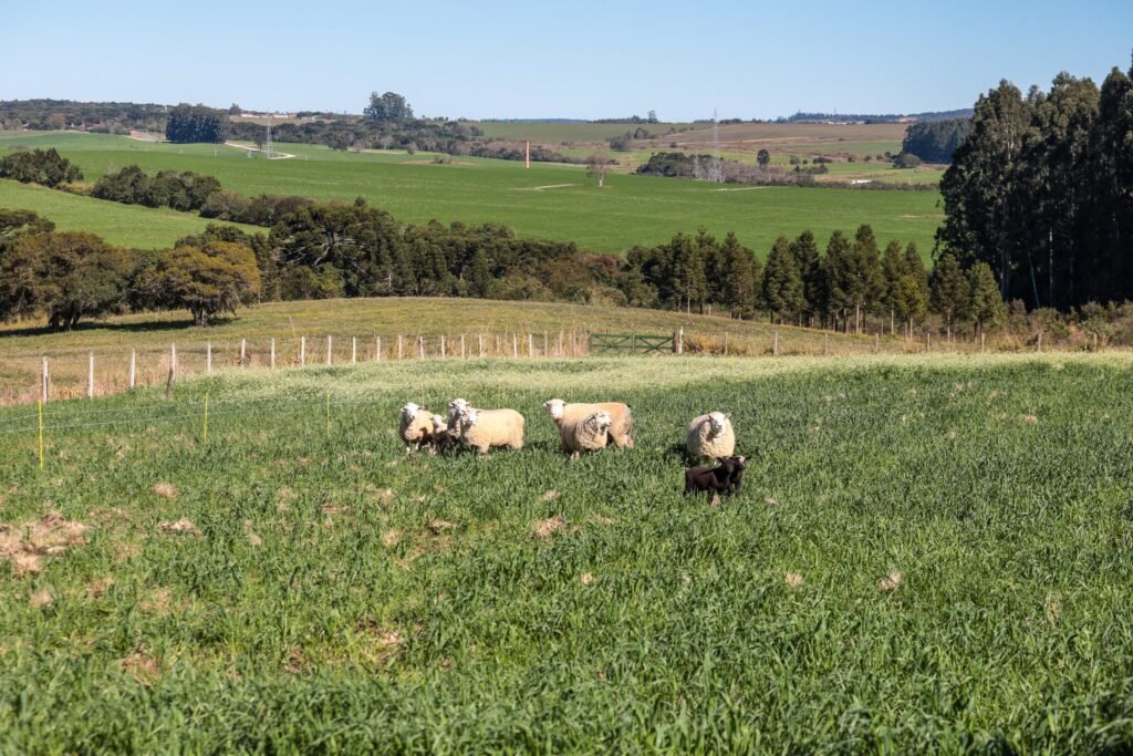 ratinho-junior-sanciona-lei-que-preve-aumento-do-investimento-em-conectividade-rural