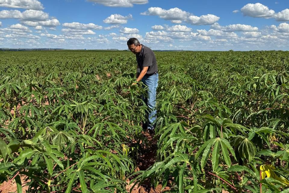 adapar-visita-plantacoes-e-reforca-orientacoes-sobre-vassoura-de-bruxa-da-mandioca