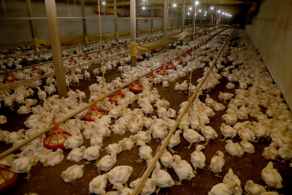 estado-e-seara-anunciam-r$-475-milhoes-para-impulsionar-cadeia-produtiva-de-frango-no-parana