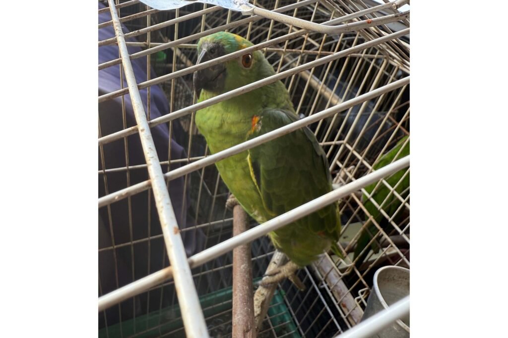 pcpr,-pmpr-e-iat-resgatam-36-aves-silvestres-durante-operacao-em-paraiso-do-norte