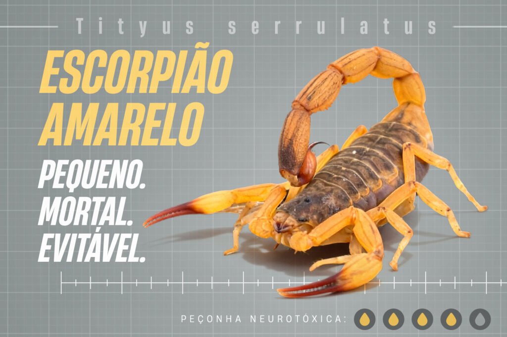 estado-lanca-campanha-para-reforcar-cuidados-e-prevenir-picadas-de-escorpioes