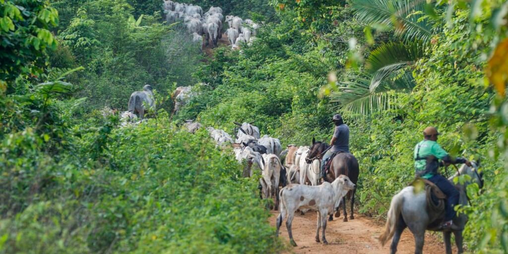 vaqueiro-contratado-pelo-ibama-e-morto-em-terra-indigena-no-para