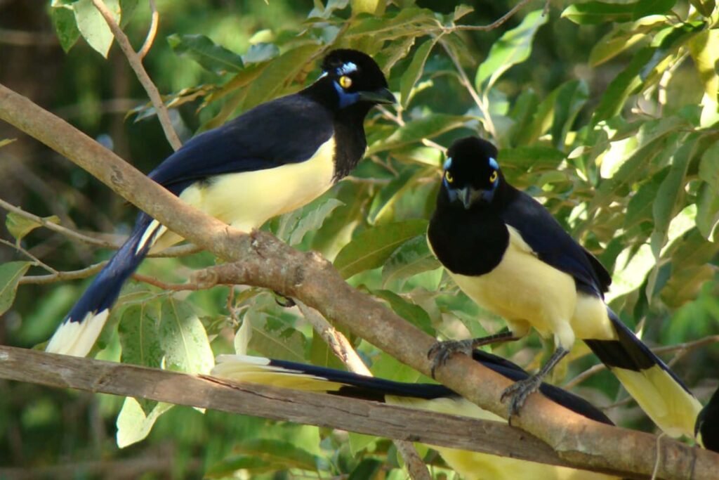 vila-velha-estreia-observacao-de-passaros-e-ponta-grossa-entra-na-rota-do-birdwatching