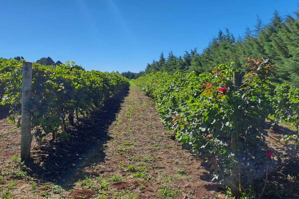 programa-de-apoio-a-viticultura-completa-seis-anos-e-beneficia-mais-de-400-produtores-familiares