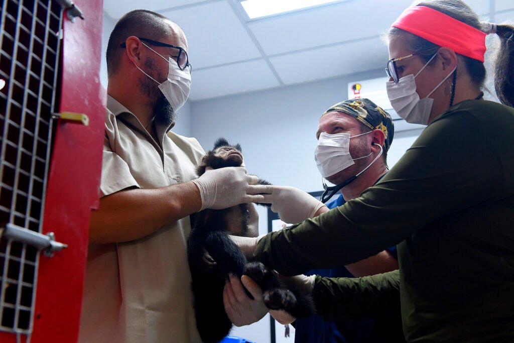 recorde:-iat-prestou-atendimento-a-4.552-animais-silvestres-em-2025