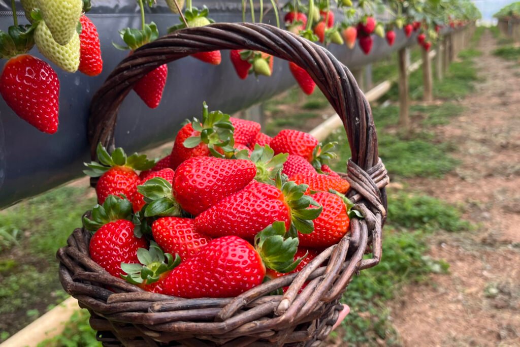 rota-turistica-do-morango-integra-agricultura-e-turismo-e-amplia-renda-nas-propriedades