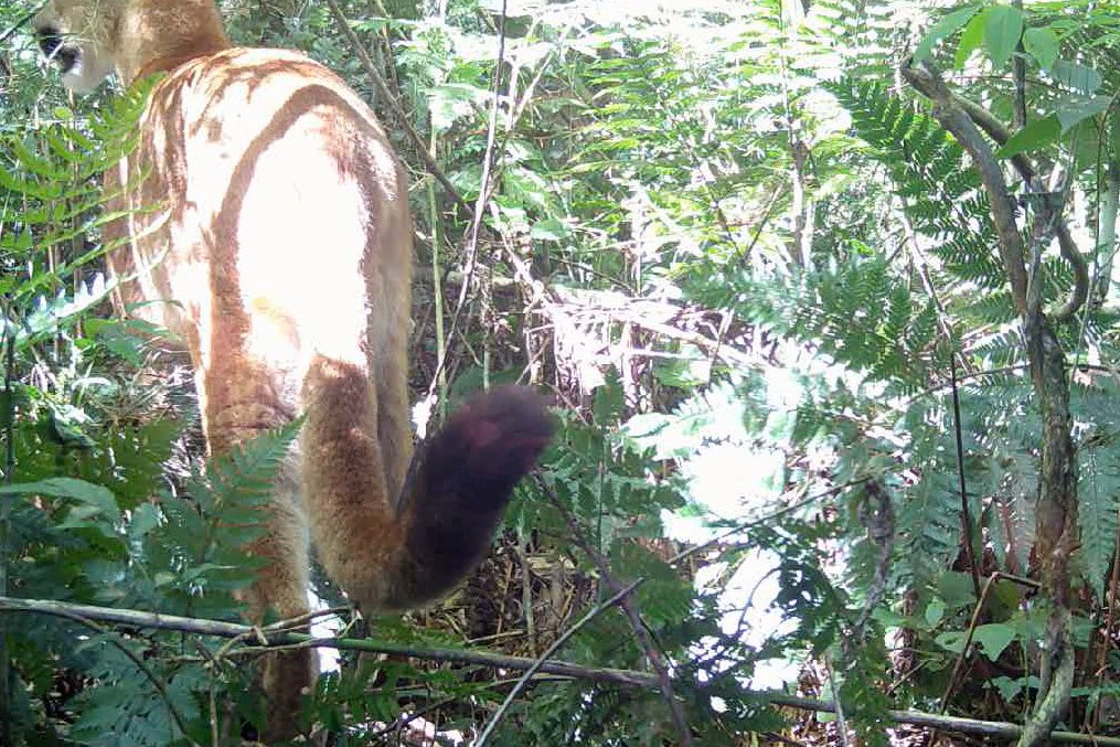 iat-registra-pela-primeira-vez-uma-onca-parda-em-mata-do-parque-estadual-rio-guarani