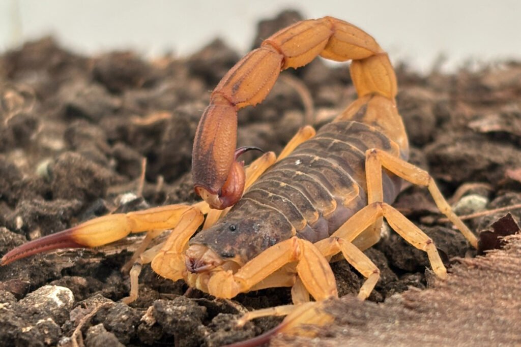 estado-mantem-orientacoes-e-alerta-para-prevencao-de-acidentes-com-escorpioes