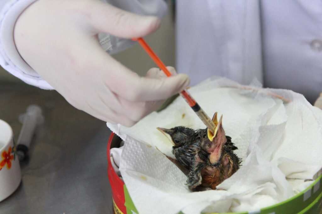 rede-de-apoio:-atendimento-a-fauna-silvestre-aumenta-61,3%-em-um-ano-no-parana