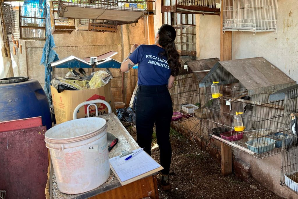 operacao-entre-iat-e-pcpr-resgata-42-aves-de-cativeiro-em-assis-chateaubriand