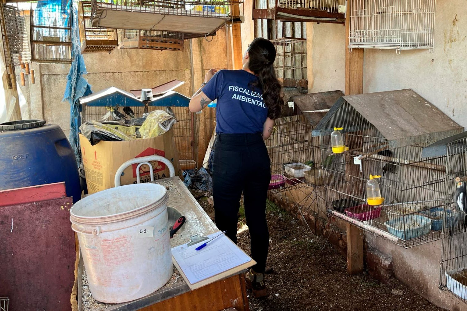 operacao-entre-iat-e-pcpr-resgata-42-aves-de-cativeiro-em-assis-chateaubriand