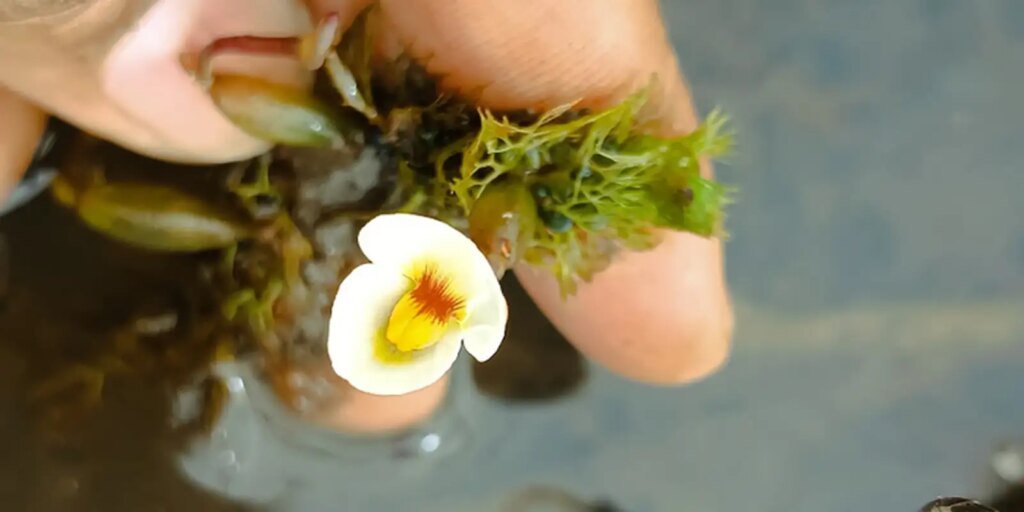 especie-rarissima-de-planta-carnivora-e-encontrada-no-piaui