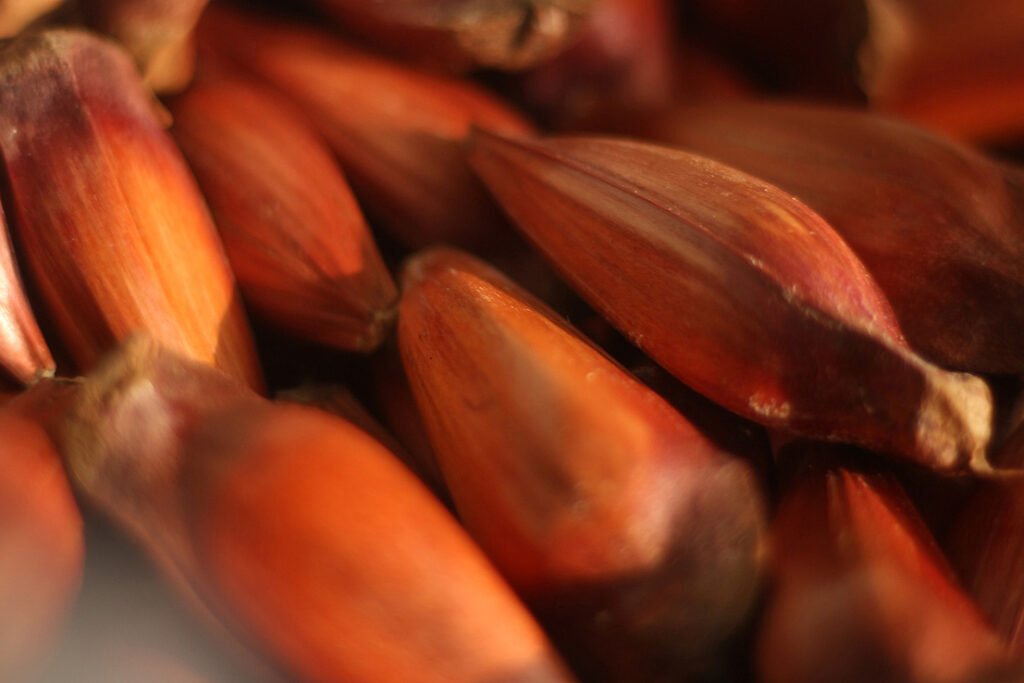 iat-reforca-mudanca-na-temporada-do-pinhao:-venda-comeca-em-15-de-abril