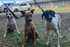 parana-abre-processo-seletivo-para-participacao-de-oscs-no-conselho-de-direitos-animais