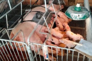 com-apoio-do-anjo-inovador,-startup-paranaense-desenvolve-cinta-massageadora-para-suinocultura