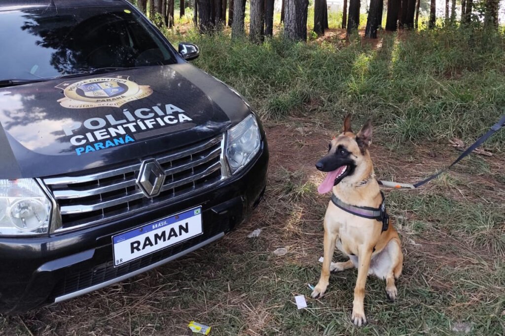 “cao-perito”-do-parana-e-um-dos-unicos-especialistas-em-deteccao-de-vestigios-de-sangue-no-brasil