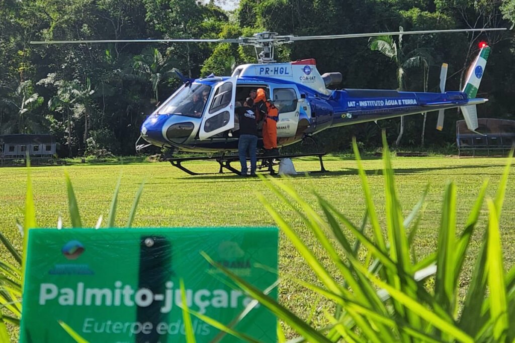 iat-faz-dispersao-de-700-mil-sementes-de-palmito-jucara-para-restaurar-a-mata-atlantica