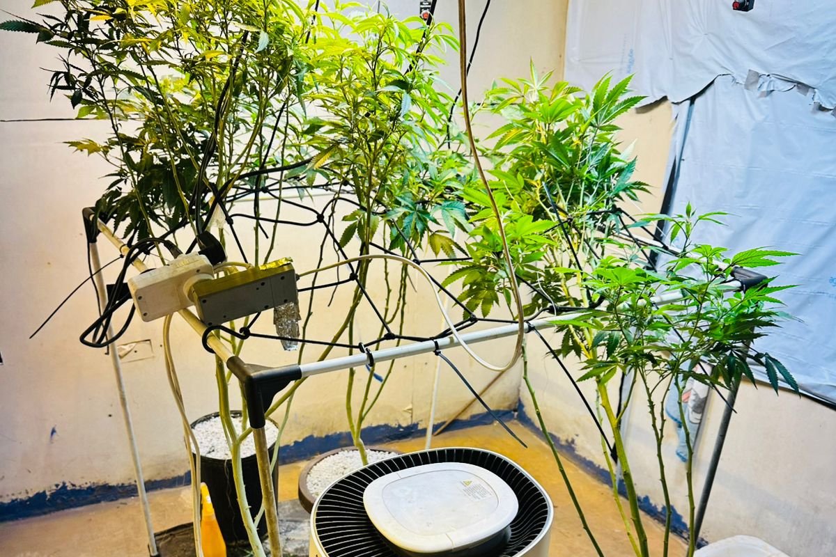 pmpr-apreende-plantas-de-maconha-e-balancas-apos-denuncias-em-londrina