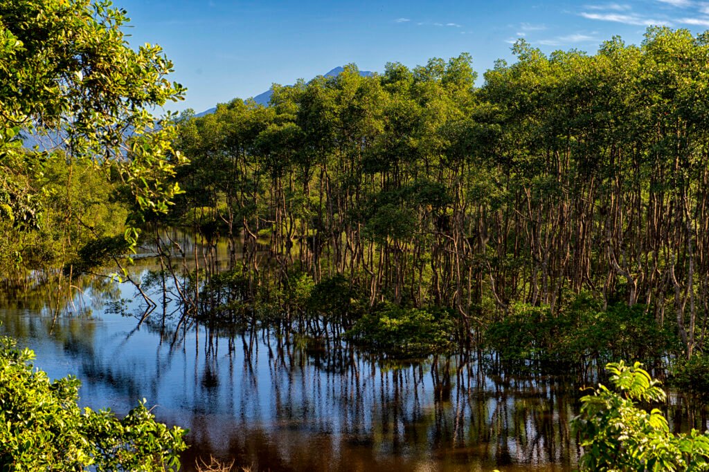 do-mangue-ao-sitio-arqueologico:-parques-estaduais-sao-abrigos-da-natureza-paranaense