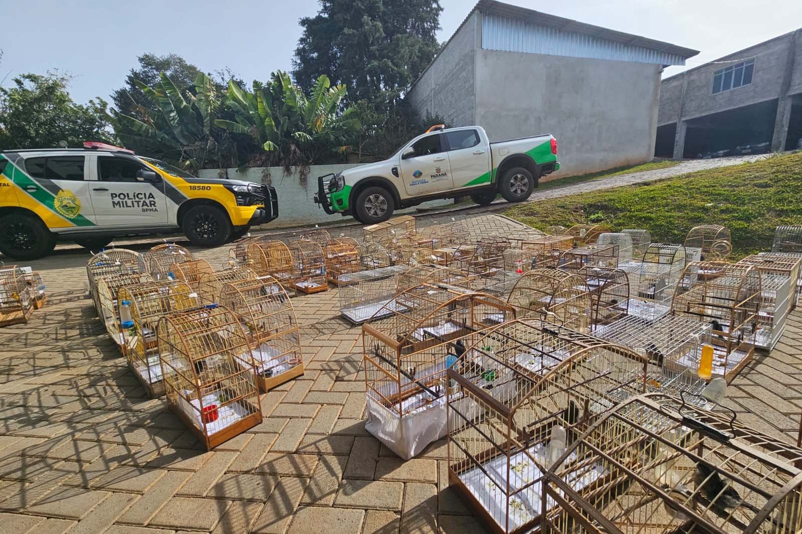 pmpr-e-iat-apreendem-95-aves-e-aplicam-mais-de-r$-400-mil-em-multas-em-guarapuava