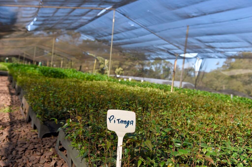 iat-distribui-mais-de-200-mil-mudas-nativas-de-especies-frutiferas-no-1o-semestre