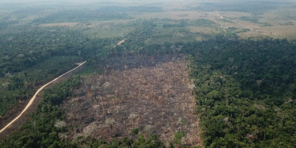 amazonia-registra-queda-de-35%-nos-alertas-de-desmatamento-em-junho