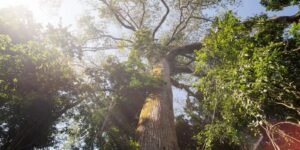 el-nino-intensifica-calor-e-reduz-chuva-em-area-preservada-na-amazonia