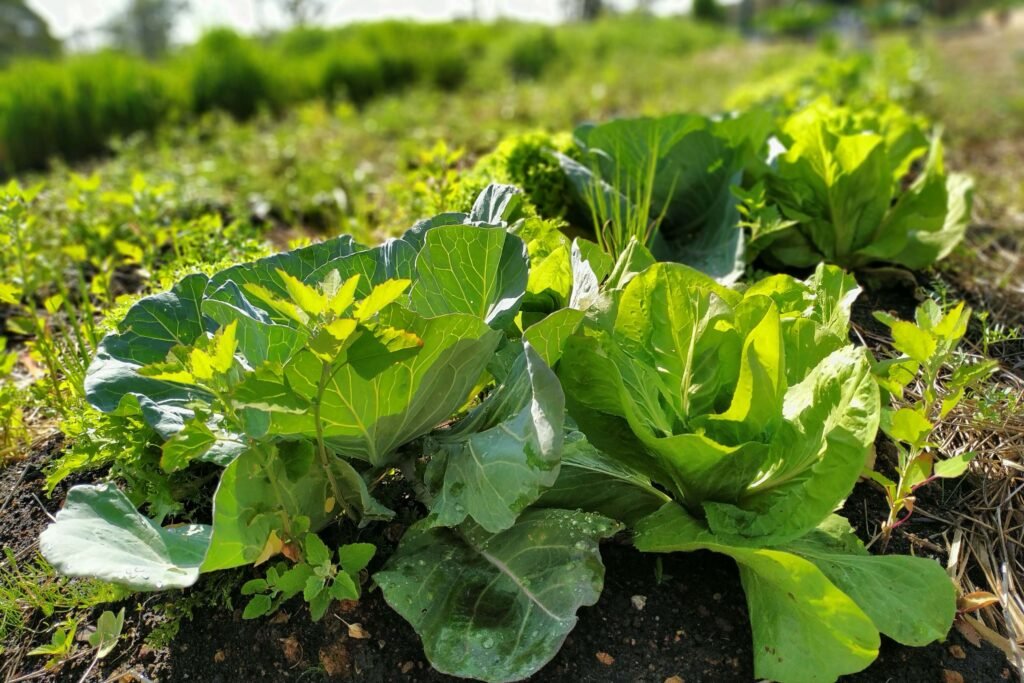 iat-vai-investir-r$-39,1-milhoes-em-13-projetos-de-agroecologia-no-parana 