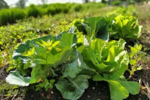 iat-vai-investir-r$-39,1-milhoes-em-13-projetos-de-agroecologia-no-parana 