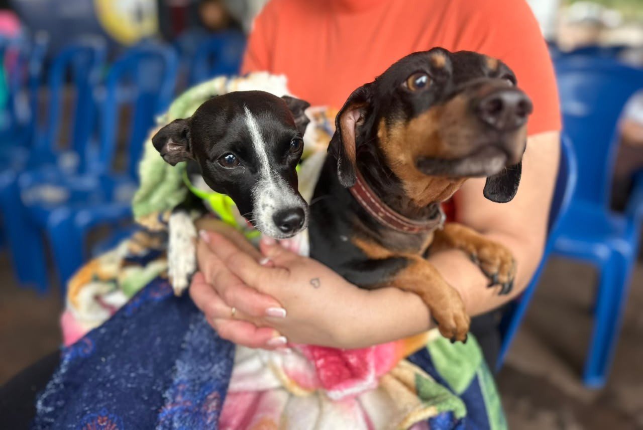 castrapet-beneficiou-15,8-mil-animais-do-litoral-e-rmc;-confira-agenda-de-novembro