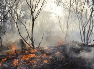 julho-de-2025-tem-40%-menos-queimadas-que-mesmo-mes-de-2024