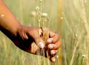 povoado-mumbuca-realiza-festa-da-colheita,-que-promove-o-capim-dourado