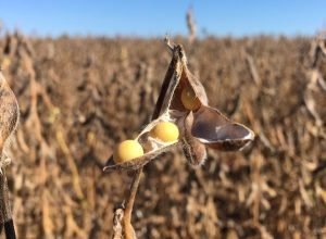 justica-suspende-decisao-do-cade-sobre-moratoria-da-soja