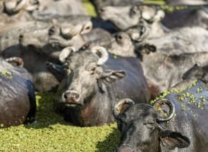 fazendeiro-planeja-criar-“universidade-do-bufalo”-na-ilha-de-marajo