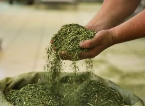 crescimento-da-producao-de-erva-mate-do-parana-supera-outros-estados-do-sul