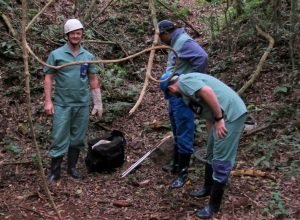 morcegos-e-vacinacao:-acoes-da-adapar-protegem-rebanhos-e-saude-publica-contra-a-raiva