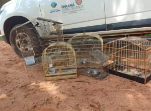 iat-resgata-seis-aves-silvestres-de-criadouro-irregular-em-umuarama