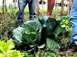 estado-investe-r$-14,7-milhoes-em-nova-fase-do-programa-parana-mais-organico